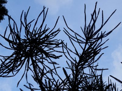 Cryptoméria du Japon 'viminalis', Cryptomeria japonica 'vi… 