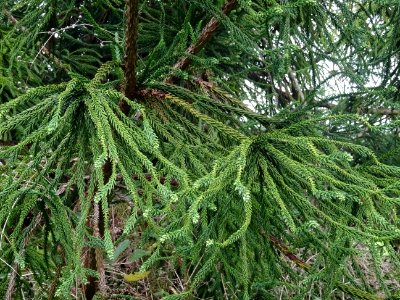 Cryptoméria du Japon 'viminalis', Cryptomeria japonica 'vi… 