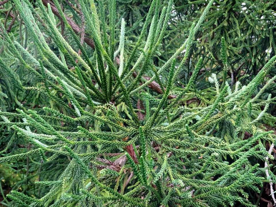 Cryptoméria du Japon 'viminalis', Cryptomeria japonica 'vi… 
