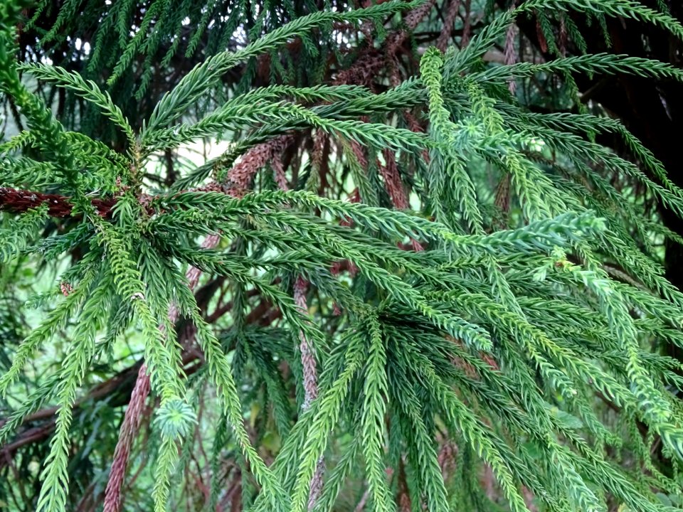Cryptoméria du Japon 'viminalis', Cryptomeria japonica 'vi… 
