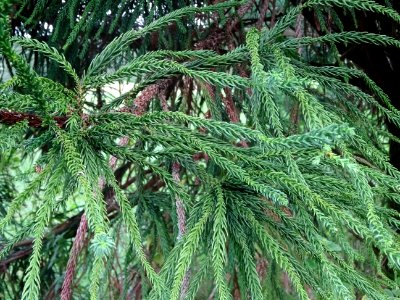 Cryptoméria du Japon 'viminalis', Cryptomeria japonica 'vi… 
