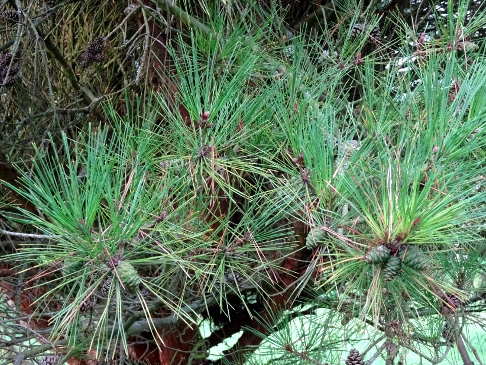 Pin rouge du Japon tabulaire, Pinus densiflora umbraculife… 