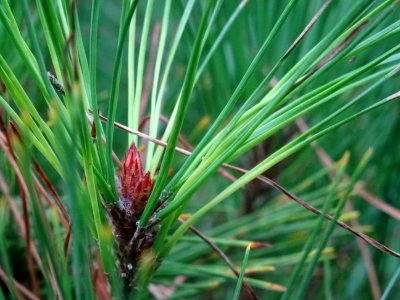 Bourgeon terminal du Pin rouge du Japon tabulaire, Pinus d… 