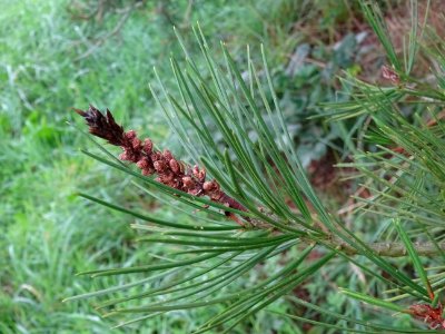 Cônes mâles du Pin Napoléon, Pinus bungeana, Pinacées, Arb… 