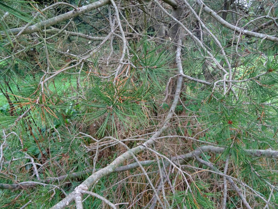 Pin Napoléon, Pinus bungeana, Pinacées, Arboretum de Chèvr… 