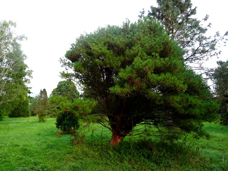 Pin rouge du Japon tabulaire, Pinus densiflora umbraculife… 