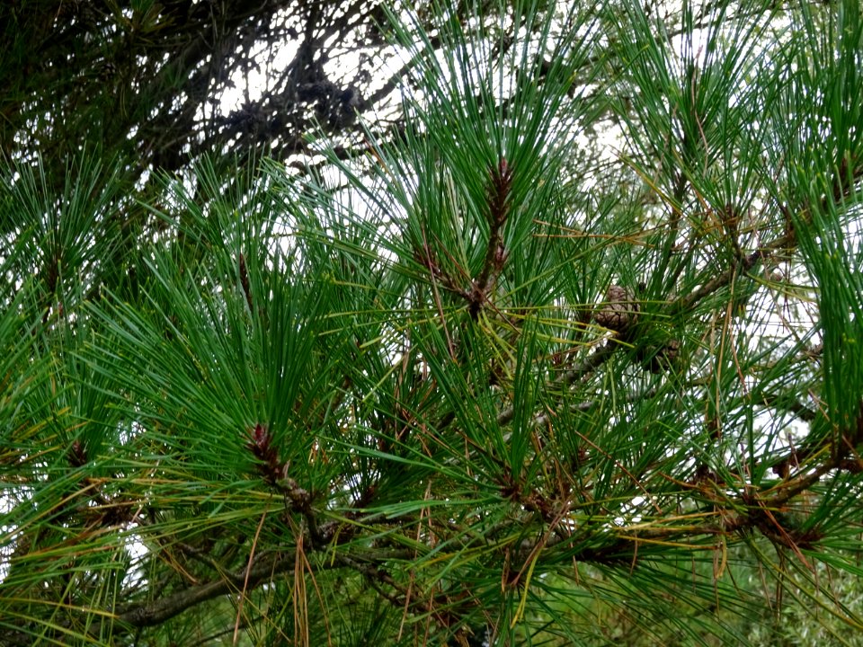Pin rouge du Japon tabulaire, Pinus densiflora umbraculife… 