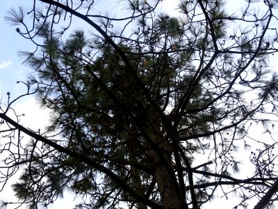 Pin ponderosa ou Pin à bois lourd, Pinus ponderosa, Pinacé… 
