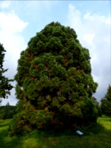 Séquoia géant, Sequoiadendron giganteum, Cupressacées, Arb… 