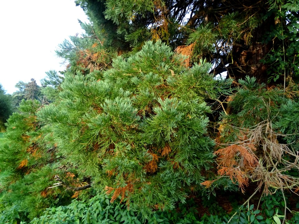 Séquoia géant, Sequoiadendron giganteum, Cupressacées, Arb… 