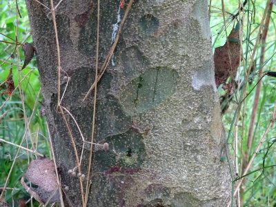 Ecorce du Pin Napoléon, Pinus bungeana, Pinacées, Arboretu… 