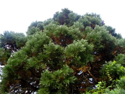 Séquoia géant, Sequoiadendron giganteum, Cupressacées, Arb… 