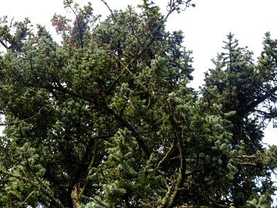 Epicéa bleu du Colorado, Picea pungens, Pinacées, Arboretu… 