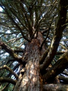 Tronc et branches du Séquoia géant, Sequoiadendron gigante… photo