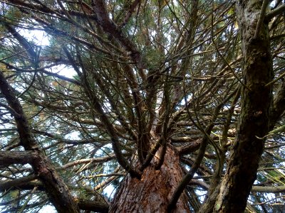 Tronc et branches du Séquoia géant, Sequoiadendron gigante… photo