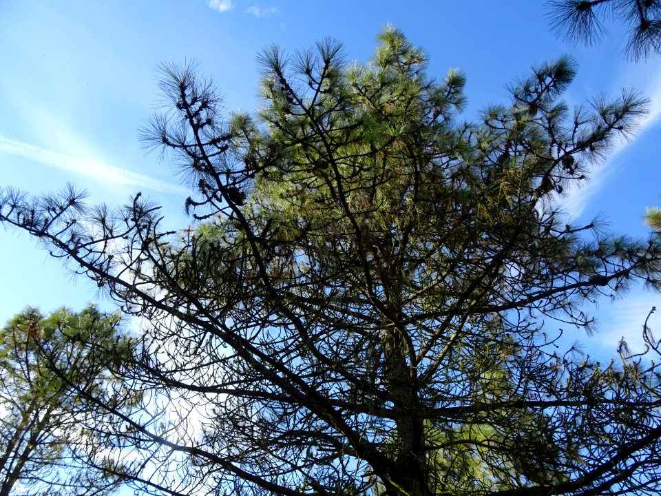 Pin à gros cônes, Pinus coulteri, Pinacées, Arboretum de C… 