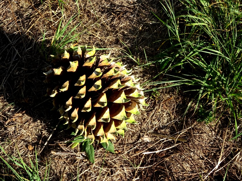 Pin à gros cônes, Pinus coulteri, Pinacées, Arboretum de C… 