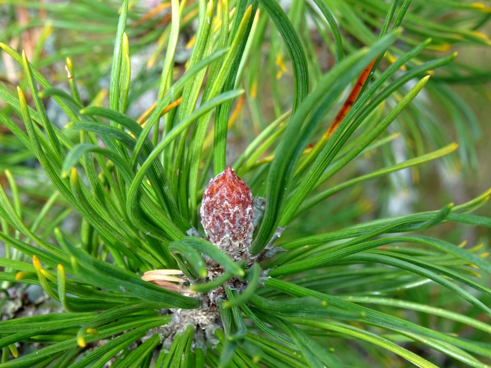Pin de montagnes, Pinus mugo ssp pumilio, Pinacées, Arbore… 