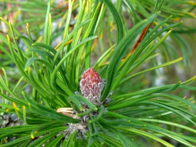 Pin de montagnes, Pinus mugo ssp pumilio, Pinacées, Arbore… 