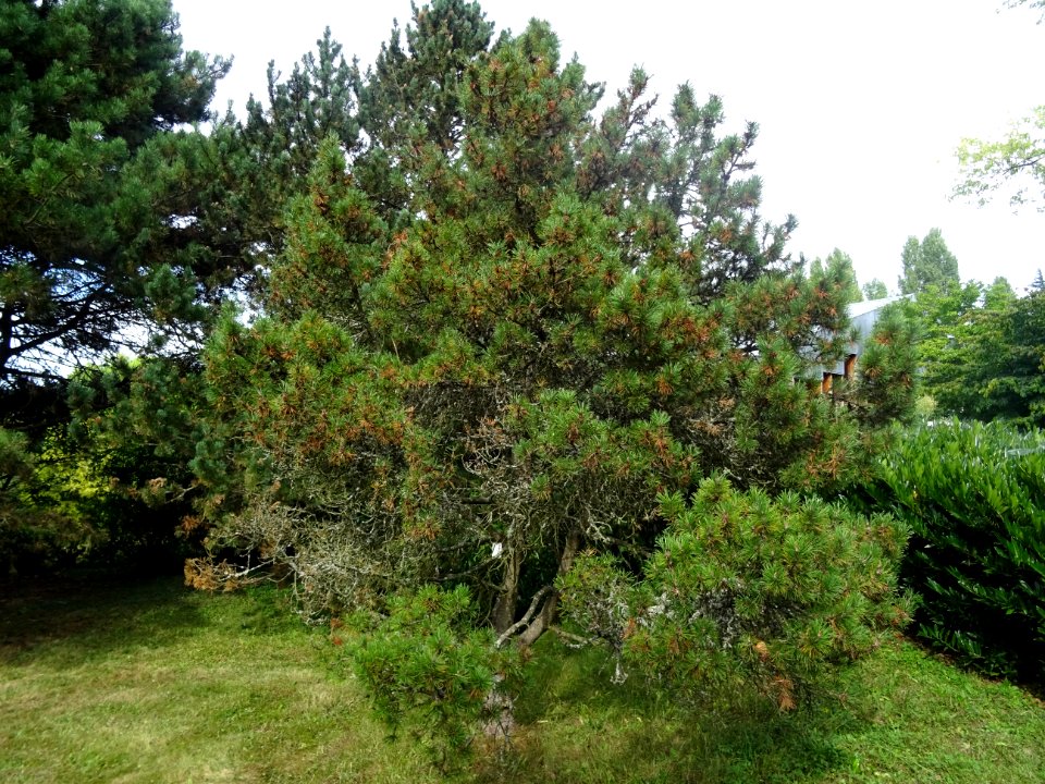 Pin de montagnes, Pinus mugo ssp pumilio, Pinacées, Arbore… 