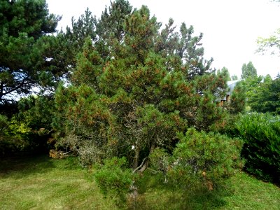 Pin de montagnes, Pinus mugo ssp pumilio, Pinacées, Arbore… 