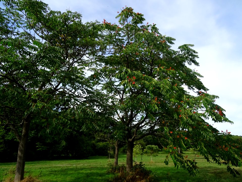 Ailante glanduleux, Ailanthus glandulosa, Simaroubacées, A… 