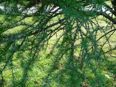 Mélèze boule, Larix laricina, Pinacées, Arboretum de Chèvr… 