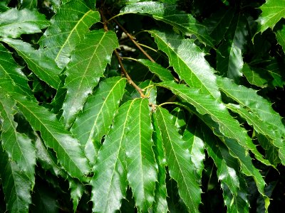 Chêne du Japon à feuilles de châtaignier, Quercus acutissi… 