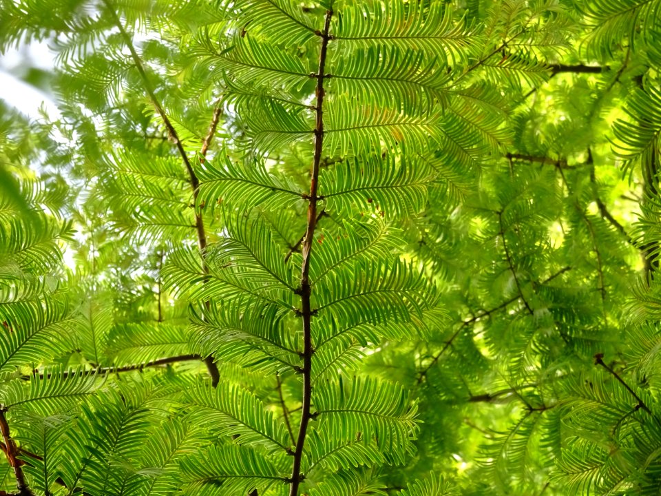 Métaséquoia du Sechuan, Metasequoia glyptostroboides, Taxo… 