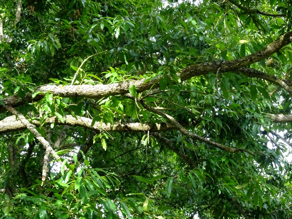 Chêne du Japon à feuilles de châtaignier, Quercus acutissi… 