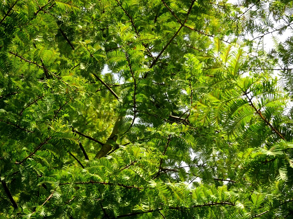 Métaséquoia du Sechuan, Metasequoia glyptostroboides, Taxo… 