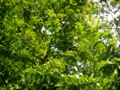 Métaséquoia du Sechuan, Metasequoia glyptostroboides, Taxo… 