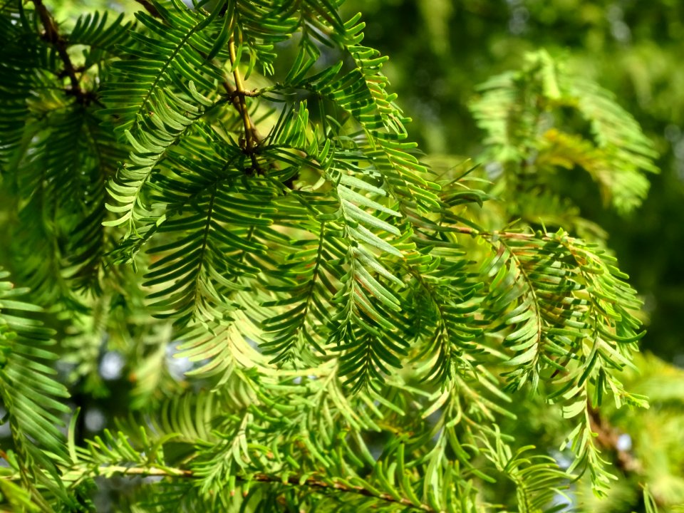 Métaséquoia du Sechuan, Metasequoia glyptostroboides, Taxo… 