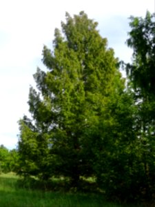 Métaséquoia du Sechuan, Metasequoia glyptostroboides, Taxo… 