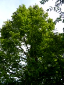 Métaséquoia du Sechuan, Metasequoia glyptostroboides, Taxo… 