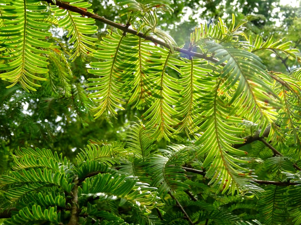 Métaséquoia du Sechuan, Metasequoia glyptostroboides, Taxo… 