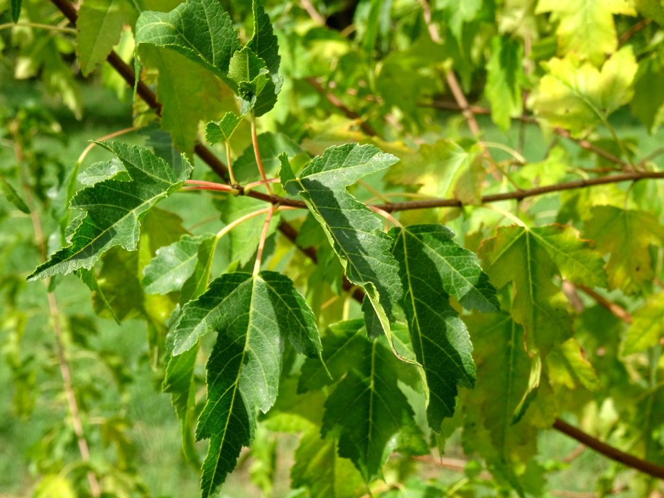Erable à feuilles de bouleau, Acer tetramerum ou Acer stac… 