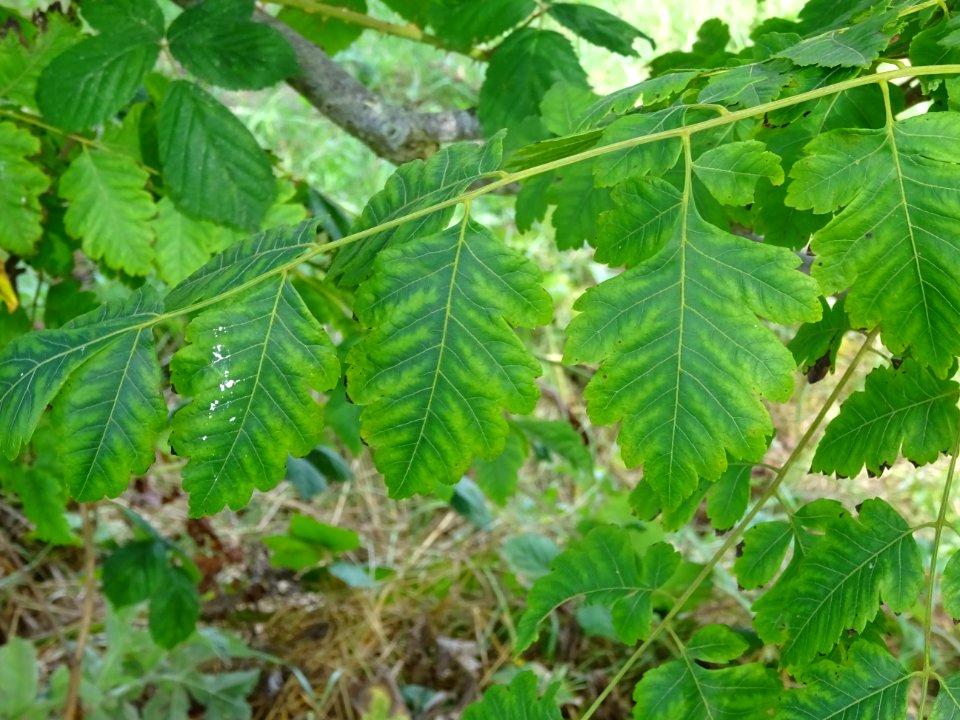 Savonnier de Chine, Koelreuteria integrifolia, Sapindacées… 