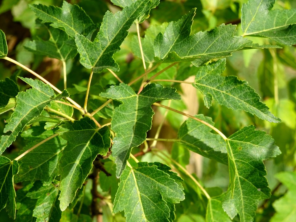 Erable à feuilles de bouleau, Acer tetramerum ou Acer stac… 