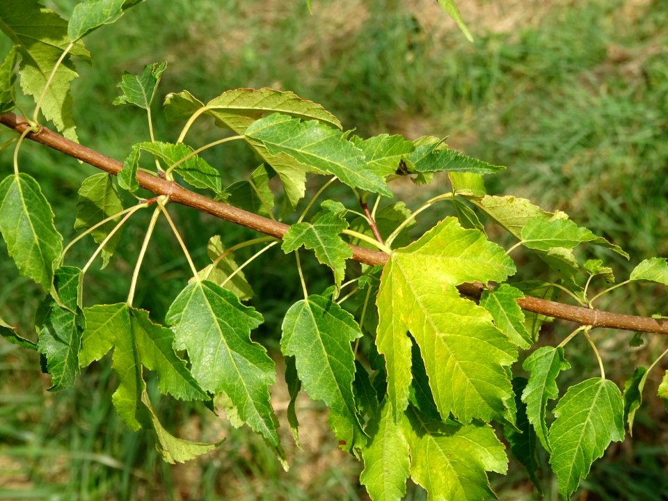 Erable à feuilles de bouleau, Acer tetramerum ou Acer stac… 