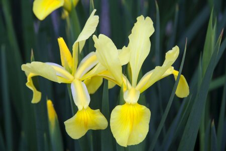 Nature flora plant