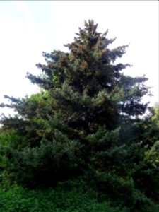 Epicéa blanc ou Sapin du Canada, Picea glauca, Pinacées, A… 