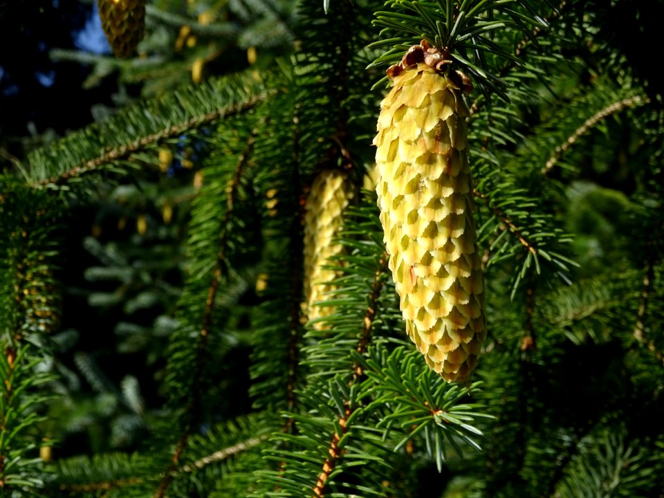 Cônes de l' Epinette de Sitka, Picea sitchensis, Pinacées,… 