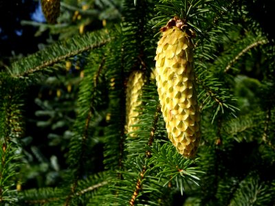 Cônes de l' Epinette de Sitka, Picea sitchensis, Pinacées,… 