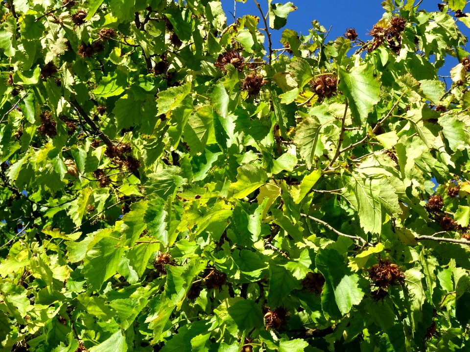 Noisetier de Turquie ou Coudrier de Byzance, Corylus colur… 