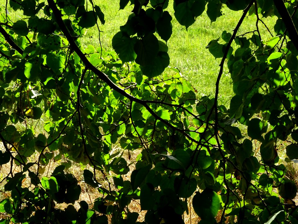 Tilleul de Chine, Tilia chinensis, Tiliacées, Arboretum de… 
