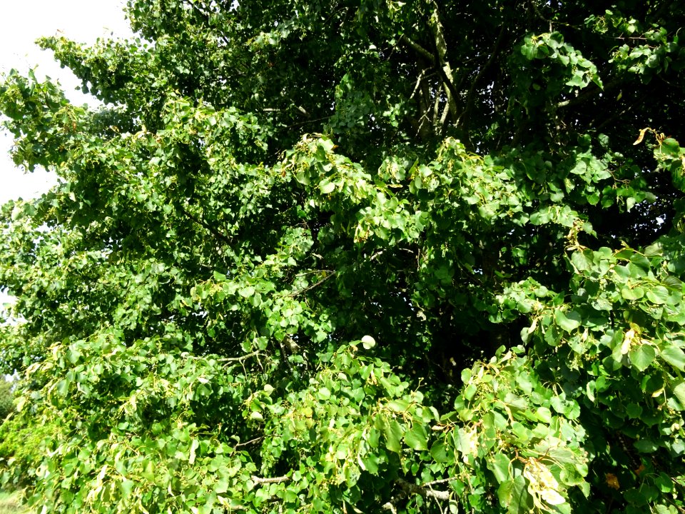 Tilleul de Chine, Tilia chinensis, Tiliacées, Arboretum de… 