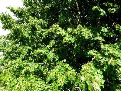 Tilleul de Chine, Tilia chinensis, Tiliacées, Arboretum de… 