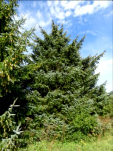 Epinette de Sitka, Picea sitchensis, Pinacées, Arboretum d… 
