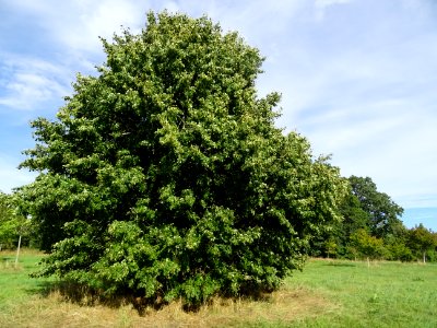 Tilleul de Chine, Tilia chinensis, Tiliacées, Arboretum de… 